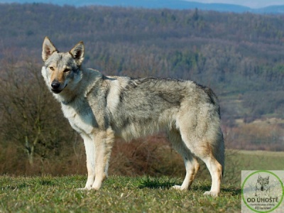 The Black Sea Wolfdog Giny